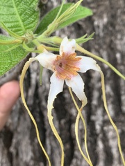Strophanthus kombe