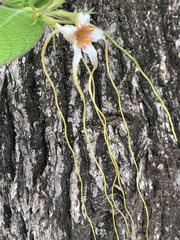 Strophanthus kombe