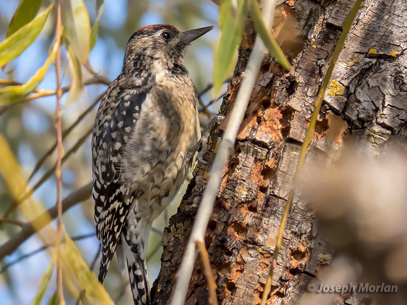 Yellow-bellied Sapsucker from Marin, California, United States on ...