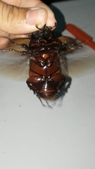 Strategus