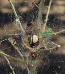 Latrodectus antheratus