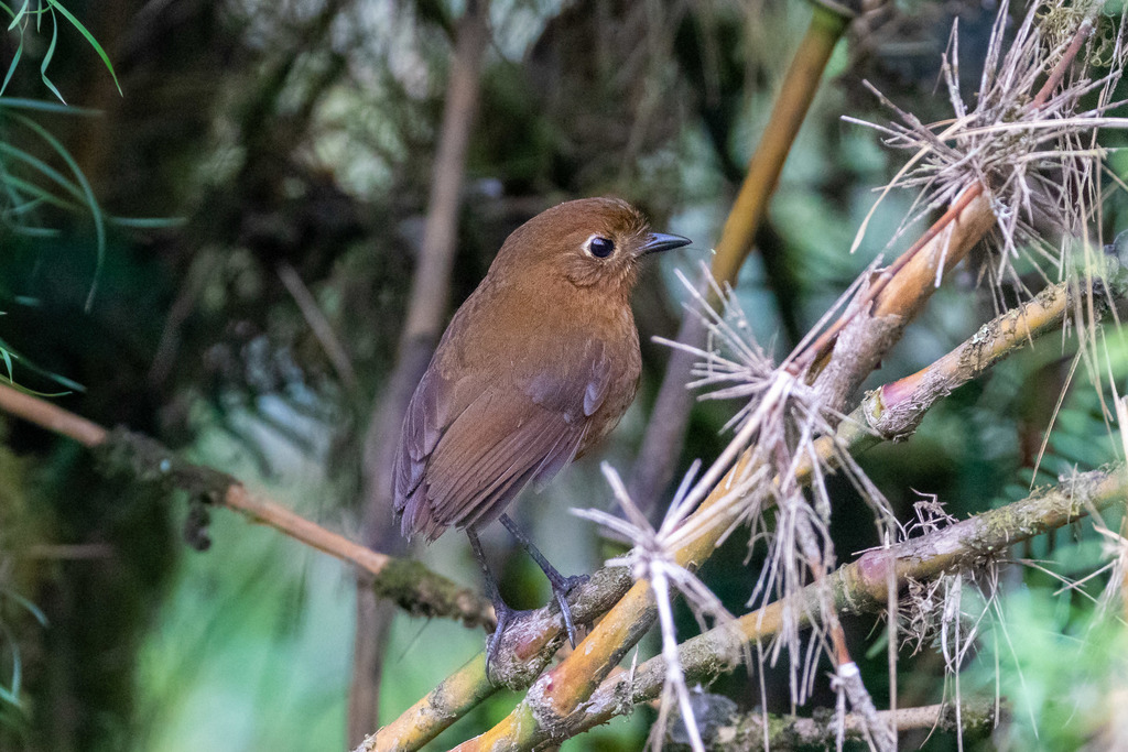 Junin Antpitta photo
