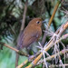 Junin Antpitta - Photo (c) Thibaud Aronson, some rights reserved (CC BY-SA), uploaded by Thibaud Aronson
