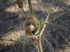 Latrodectus antheratus
