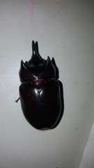 Strategus