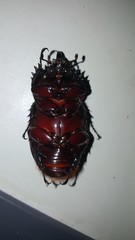Strategus