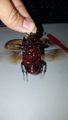 Strategus