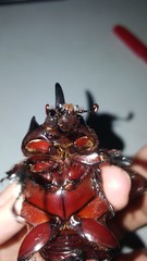 Strategus