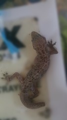 Hemidactylus