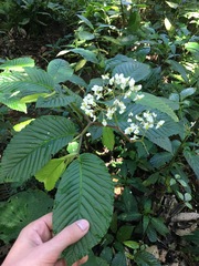 Begonia cooperi