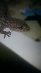 Hemidactylus