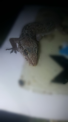 Hemidactylus
