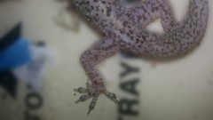 Hemidactylus