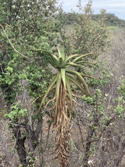 Aloe excelsa
