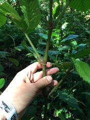 Begonia cooperi