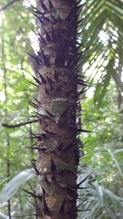 Astrocaryum mexicanum