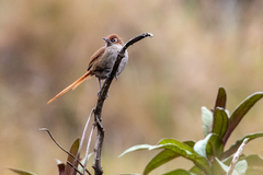 Asthenes palpebralis