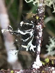 Heterodermia leucomelos