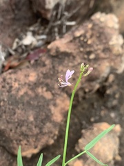 Cleome macrophylla