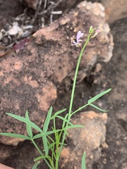 Cleome macrophylla