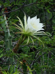 Harrisia pomanensis