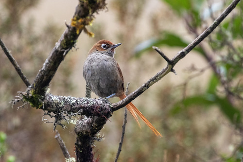Eye-ringed Thistletail
