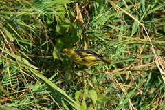 Ploceus cucullatus spilonotus