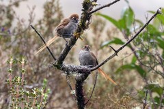 Asthenes palpebralis