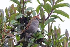 Asthenes palpebralis