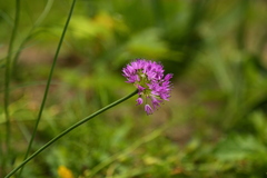 Allium douglasii