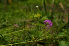 Allium douglasii