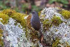 Scytalopus
