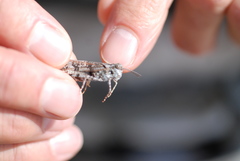 Trimerotropis huroniana