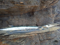 Hyporhamphus