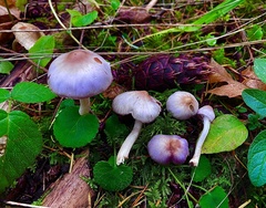 Inocybe pallidicremea