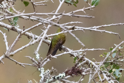 Fire-throated Metaltail