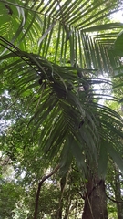 Astrocaryum mexicanum