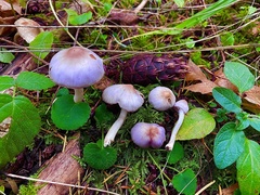 Inocybe pallidicremea