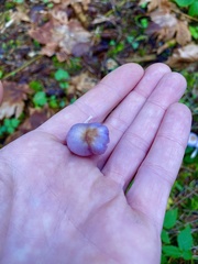 Inocybe pallidicremea