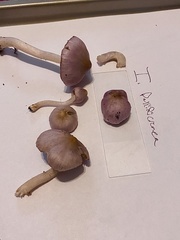 Inocybe pallidicremea