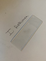 Inocybe pallidicremea