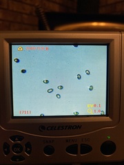 Inocybe pallidicremea