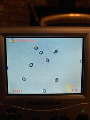 Inocybe pallidicremea