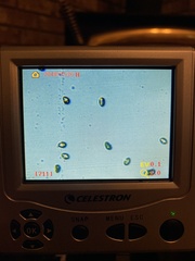 Inocybe pallidicremea