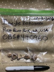 Inocybe pallidicremea