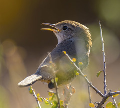 Troglodytes aedon