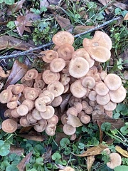 Desarmillaria caespitosa