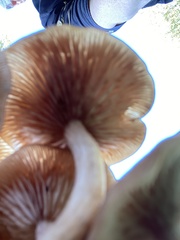 Desarmillaria caespitosa