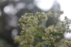 Dioicodendron dioicum