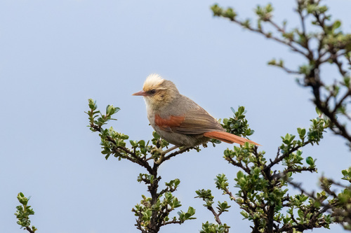 Cranioleuca albicapilla albigula